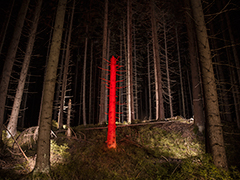 Ondrej Chmel Photography | Symbiont | Purpurescens