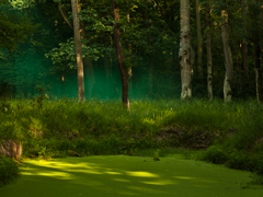 Ondrej Chmel Photography | Colourful Mist | Wetlands, trees and green smoke grenades, June