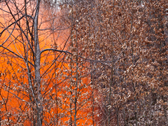 Ondrej Chmel Photography | Colourful Mist | A tree, leaves and orange smoke bombs, April