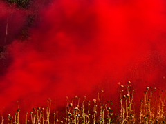 Ondrej Chmel Photography | Colourful Mist | Thistle field and red smoke bombs, July